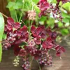 Fingerblättrige Klettergurke - Akebia quinata  | 50-60 cm Produktbild-Vorschau 2
