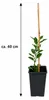 Yuzu Zitrone ca. 40 cm Citrus junos winterharte Japanische Produktbild-Vorschau 5