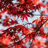 Klon japoński - Acer palmatum 'Atropurpureum' - Wysokość Podgląd zdjęcia produktu 3