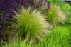 10 x Stipa tenuissima 'Pony Tails' 1 Liter Topf Produktbild-Vorschau 7