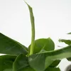 Vier Pflanzen - 4 Stk - Chamaedorea Musa Syngonium Coffea - Produktbild-Vorschau 4