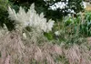 Stauden Gänge 1 x Miscanthus sinensis 'Flamingo' im 1 Liter Produktbild-Vorschau 5