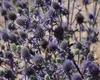 6 x Eryngium planum - mužský vrh - květináč 9 x 9 cm Náhled obrázku produktu 3