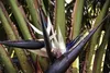 Strelitzia nicolai 25 cm Baumstrelitzie Produktbild-Vorschau 2