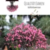 Außergewöhnliche Bonsai Samen mit hoher Keimrate - Pflanzen Produktbild-Vorschau 2