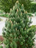 Bergkiefer ´COLUMNARIS´ 30-40 cm, Cont. 7,5 l Produktbild-Vorschau 2