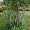 A cluster of bamboo plants with blue and brown stalks, growing in a garden setting with green grass and other foliage in the background. Produktbild-Vorschau