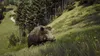 THQ Nordic Way of the Hunter, PlayStation 5, Produktbild-Vorschau 3
