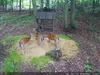 Outdoor Wildlife Hunting Trail und Wildkamera OXE Spider Produktbild-Vorschau 38