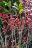 Ilex verticillata, Winterbeere, 60–80 cm, leuchtend rote Produktbild-Vorschau 4