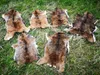 Muflon  Wildschaf Muffelwild Fell gegerbt Larp Deko ÖKO  Produktbild-Vorschau 1