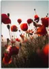 Leinwandbild mohnblumen in der sonne 70x100 cm Feeby rot Produktbild-Vorschau 3