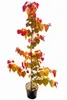 Cercis canadensis 'Eternal Flame' 160–170 cm – Produktbild-Vorschau 1