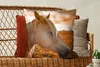 MuchoWow® Zierkissen Sofakissen Wohnzimmer Dekokissen 60x60 Produktbild-Vorschau 4
