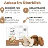 Hawlik Pilzbrut Shiitake Dübel – 20 Pilzdübel, Pilze Produktbild-Vorschau 2