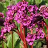 Stauden Gänge 3 x Bergenia cordifolia ‚Eroica' - Bergenie - Produktbild-Vorschau 3