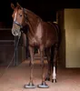 A brown horse standing in a stable with special pads on its hooves. Produktbild-Vorschau