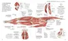 Schwimmen - Die Anatomie verstehen Produktbild-Vorschau 5