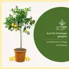 Meine Orangerie Zitronenbaum Grande - echter Citrusbaum - Produktbild-Vorschau 5