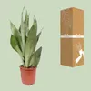 Sansevieria Moonshine Bogenhanf 60cm 17cm Zimmerpflanze Produktbild-Vorschau 3
