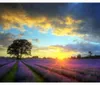 Mosaico a Diamante "Sole sopra un campo di lavanda", 30x40 Anteprima dell’immagine prodotto 1