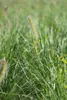 Pennisetum alopecuroides 'Little Bunny', Lampenputzergras, Produktbild-Vorschau 7