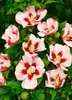 Hibiscus syriacus 'Hamabo', Roseneibisch, rosa Blüten, ca. Produktbild-Vorschau 14