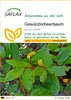 SAFLAX - Gewürzlorbeerbaum - Laurus nobilis - 6 Samen Produktbild-Vorschau 1