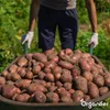 Saatkartoffeln Desiree A 28/35 (10 kg) - Organifer Produktbild-Vorschau 10