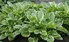 Stauden Gänge 1 x Hosta plantaginea 'So Sweet' im 1 Liter Produktbild-Vorschau 6
