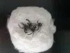 Fu60501 weiß Spinnweben mit vier kleinen Spinnen Produktbild-Vorschau 1