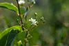 Heptacodium miconioides, Sieben-Söhne-des-Himmels, 60–80 cm Produktbild-Vorschau 7
