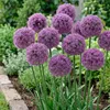 Allium Zwiebeln Winterhart Mehrjährig - Globemaster - 5 Produktbild-Vorschau 2
