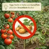 Tomate Harzfeuer F1 1000 Korn, leuchtend rote Früchte Produktbild-Vorschau 6