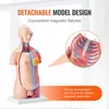 VEVOR Model lidského těla, 23 kusů 455 mm, anatomický model Náhled obrázku produktu 4