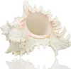 Große natürliche Muscheln, riesige Ozeanmuschel 18–20cm Produktbild-Vorschau 1