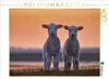 CALVENDO Puzzle Lamm-Zwillinge vor Abendhimmel | 1000 Teile Produktbild-Vorschau 1