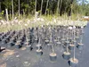 Kakibaum 150 - 180 cm Kakipflaume Pflanze Produktbild-Vorschau 4