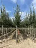 Crataegus media 'Paul's Scarlet' - Aubépine en conteneur Voir les images du produit 3