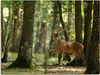 ARTland Leinwandbild Hirsch 4 - Wald Größe: 80x60 cm Produktbild-Vorschau 1