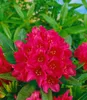 Rhododendron Hybr. 'Dr H. C. Dresselhuys', czerwony, 70-80 Podgląd zdjęcia produktu 5