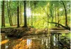 Fototapeta les slunce příroda 350x250 cm - včetně pasty - Náhled obrázku produktu 1
