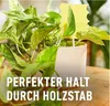 COMPO  Trauermückenfänger gelbe Leimfallen 5er Pack Produktbild-Vorschau 5