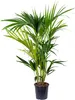 Howea Forsteriana, Kentia Palme, Zimmerpflanze, 90-100 cm, Produktbild-Vorschau 1