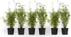 Six potted bamboo plants are arranged in a row against a white background. Produktbild-Vorschau
