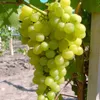 Millennium Weinrebe helle Traube im 3,5 Liter Topf Produktbild-Vorschau 1