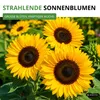 Sonnenblumen Einfache Riesen Samen - Helianthus annuus - Produktbild-Vorschau 6
