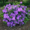 Rhododendron Hybr. 30-40 cm Alpenrose Frühlingsblüher Produktbild-Vorschau 3