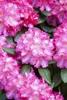 Rhododendron yakushimanum 'Fantastica', rosa-rot, 40–50 cm Produktbild-Vorschau 9
