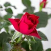 Bloomique - Zestaw 3 sztuk - Róża doniczkowa czerwona - Podgląd zdjęcia produktu 3
